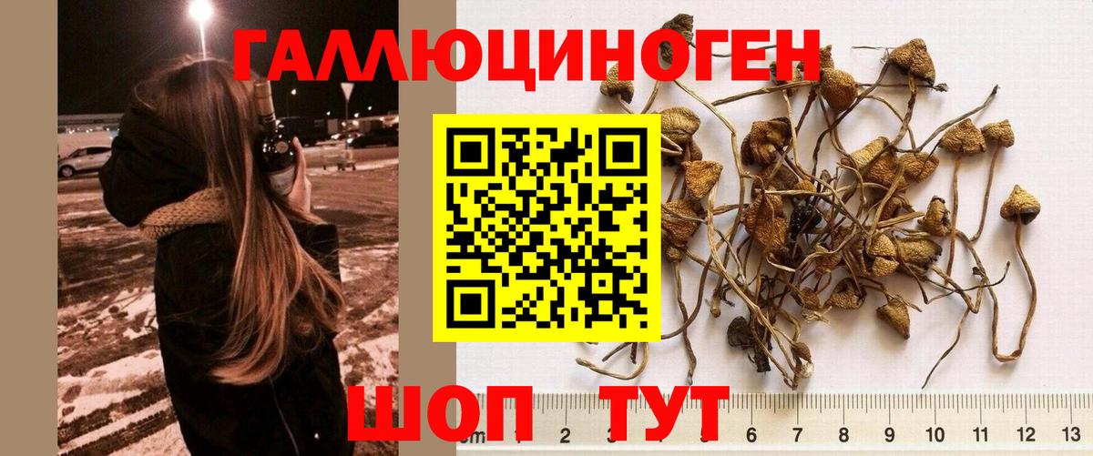 Псилоцибиновые грибы прущие грибы  Псилоцибиновые грибы MAGIC MUSHROOMS  Заводоуковск  Вход с VPN 