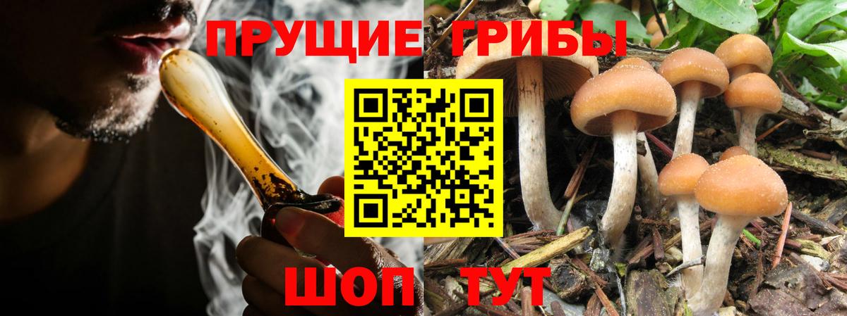 Псилоцибиновые грибы Psilocybe Заводоуковск